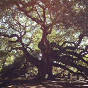 Things To Do When Visiting Charleston - Seeing Sunshine