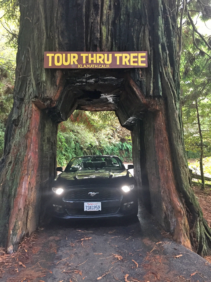 Check out our favorite parts of our west coast road trip!