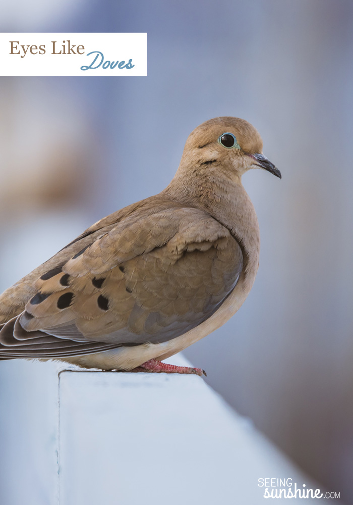 Did you know turtle doves don't have peripheral vision? God sent me a love note when I saw these doves. Read more!